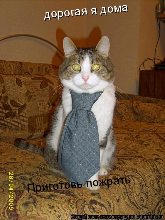 дорогая я дома Приготовь пожрать... Котоматрица: дорогая я дома Приготовь пожрать