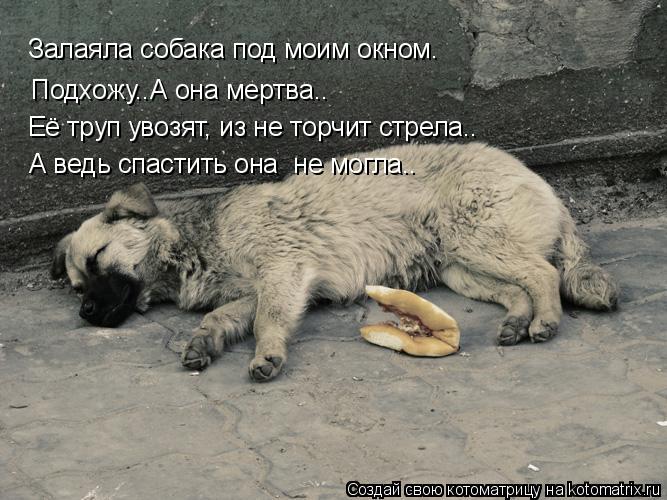 Залаяла собака под моим окном. Подхожу..А она мертва.. Её труп увозят, из не торчит стрела.. А ведь с... Котоматрица: Залаяла собака под моим окном. Подхожу..А она мертва.. Её труп увозят, из не торчит стрела.. А ведь спастить она не могла..