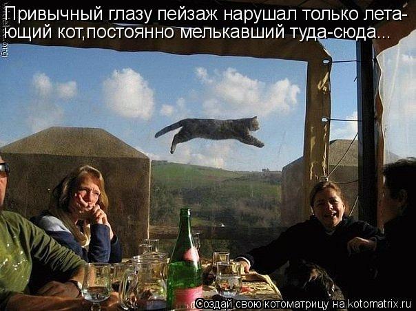 Привычный глазу пейзаж нарушал только лета- ющий кот,постоянно мелькавший туда-сюда...... Котоматрица: Привычный глазу пейзаж нарушал только лета- ющий кот,постоянно мелькавший туда-сюда...