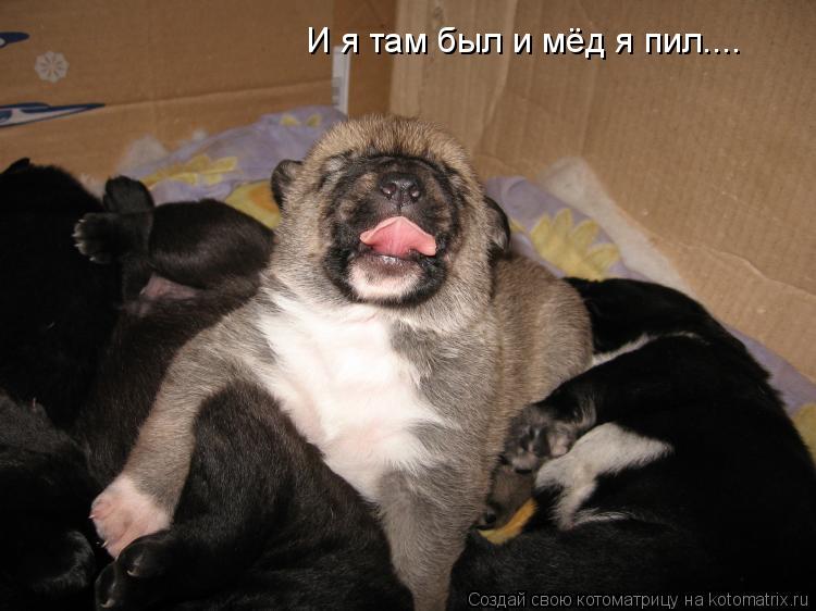 И я там был и мёд я пил....... Котоматрица: И я там был и мёд я пил....