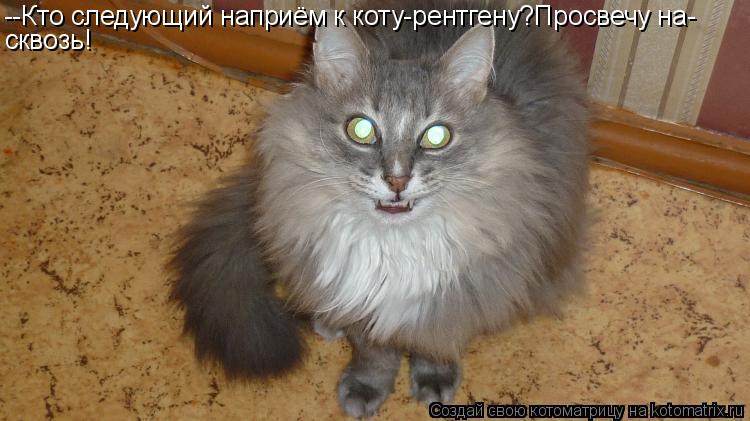 --Кто следующий наприём к коту-рентгену?Просвечу на- сквозь!... Котоматрица: --Кто следующий наприём к коту-рентгену?Просвечу на- сквозь!