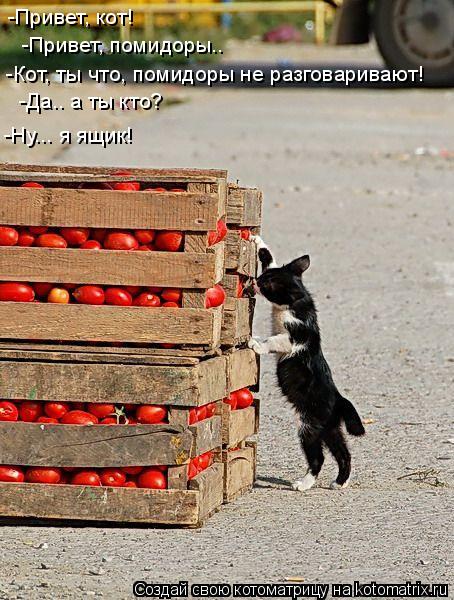 -Привет, кот! -Привет, помидоры.. -Кот, ты что, помидоры не разговаривают! -Да.. а ты кто? -Ну... я я... Котоматрица: -Привет, кот! -Привет, помидоры.. -Кот, ты что, помидоры не разговаривают! -Да.. а ты кто? -Ну... я ящик!