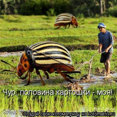 Чур, половина картошки - моя!... Котоматрица: Чур, половина картошки - моя!