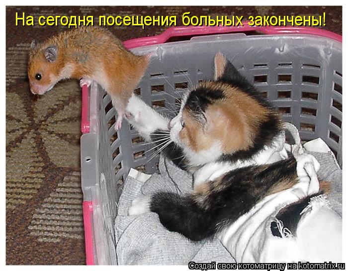 На сегодня посещения больных закончены!... Котоматрица: На сегодня посещения больных закончены!
