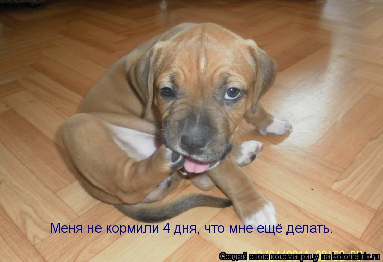 Меня не кормили 4 дня, что мне ещё делать.... Котоматрица: Меня не кормили 4 дня, что мне ещё делать.