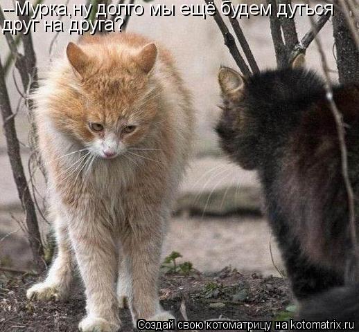--Мурка,ну долго мы ещё будем дуться друг на друга?... Котоматрица: --Мурка,ну долго мы ещё будем дуться друг на друга?