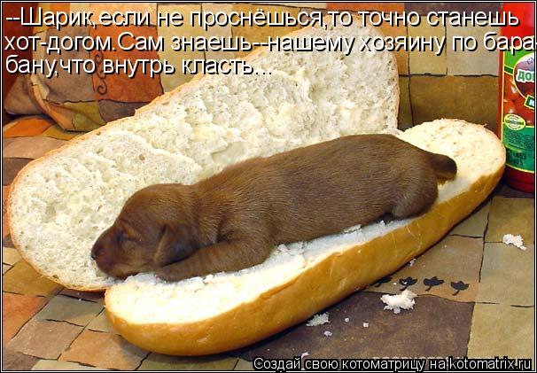 --Шарик,если не проснёшься,то точно станешь хот-догом.Сам знаешь--нашему хозяину по бара- бану,что вн... Котоматрица: --Шарик,если не проснёшься,то точно станешь хот-догом.Сам знаешь--нашему хозяину по бара- бану,что внутрь класть...