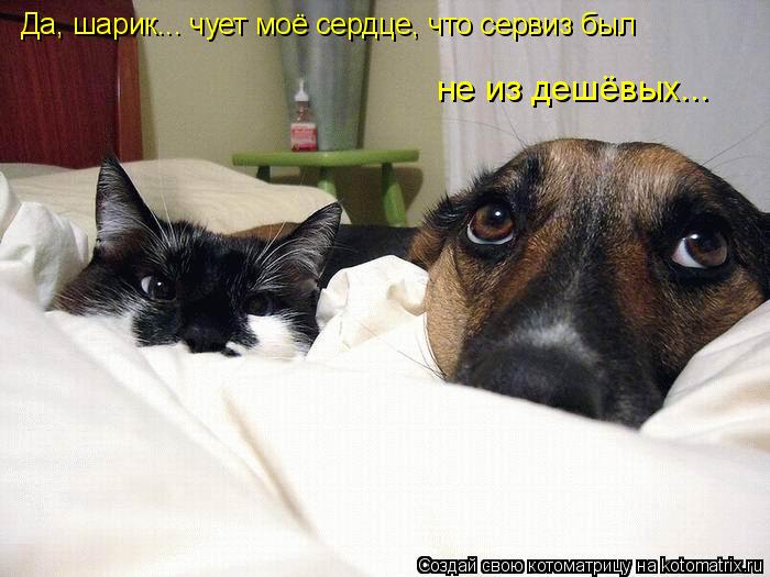 Да, шарик... чует моё сердце, что сервиз был не из дешёвых...... Котоматрица: Да, шарик... чует моё сердце, что сервиз был не из дешёвых...