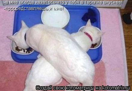 -а мне всегда казалось что у тебя в тарелке вкуснее! -прррредставляешь,и мне!... Котоматрица: -а мне всегда казалось что у тебя в тарелке вкуснее! -прррредставляешь,и мне!