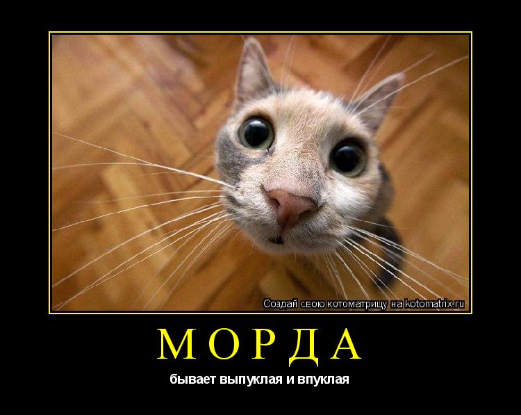 Котоматрица: морда бывает выпуклая и впуклая