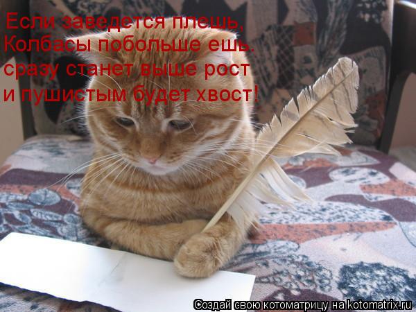 Котоматрица: Если заведется плешь, Колбасы побольше ешь. сразу станет выше рост и пушистым будет хвост!