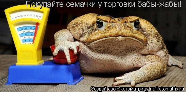 Котоматрица: Покупайте семачки у торговки бабы-жабы!