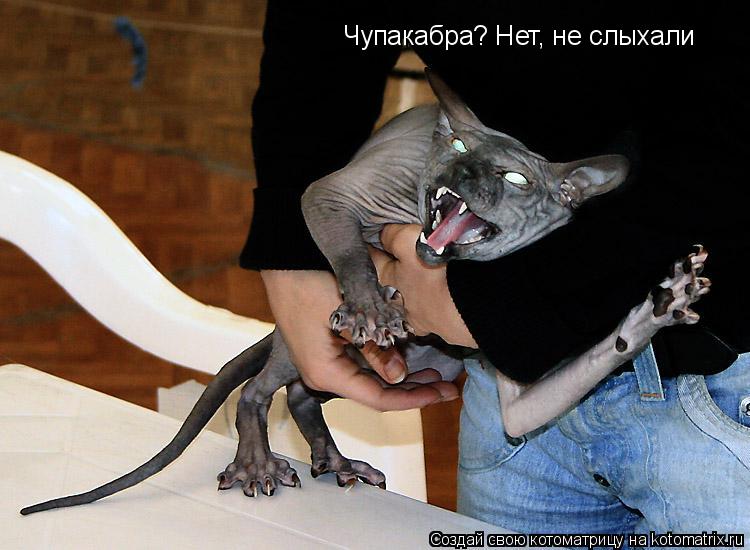 Котоматрица: Чупакабра? Нет, не слыхали