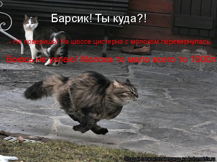 Котоматрица: Барсик! Ты куда?! - Не поверишь! На шоссе цистерна с молоком перевернулась. Боюсь не успею! Молока то мало всего то 1000л.
