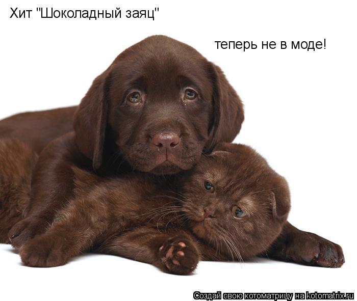 Котоматрица: Хит "Шоколадный заяц"  теперь не в моде!