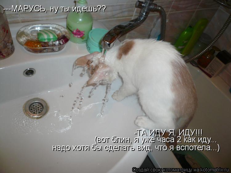 Котоматрица: ---МАРУСЬ, ну ты идешь?? -ТА ИДУ Я, ИДУ!!! (вот блин, я уже часа 2 как иду... надо хотя бы сделать вид, что я вспотела...)