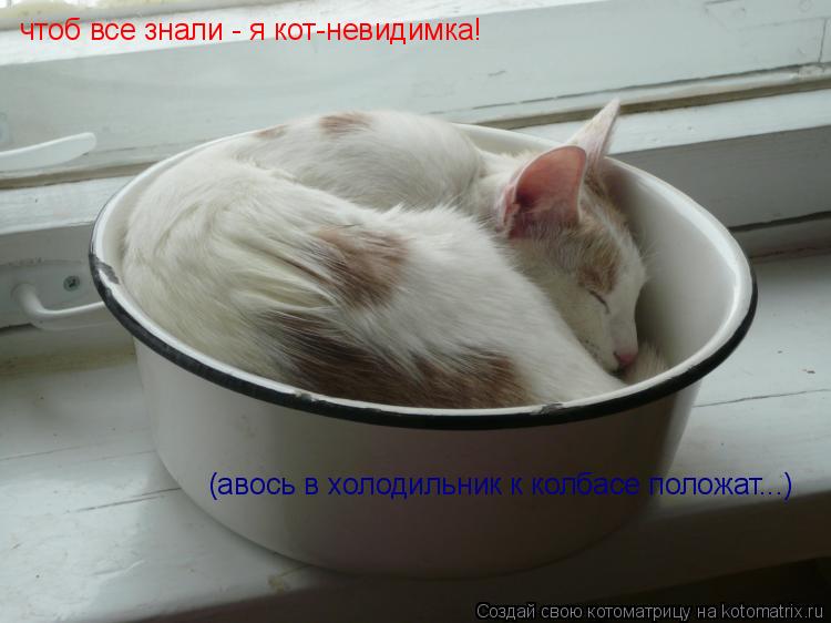 Котоматрица: чтоб все знали - я кот-невидимка! (авось в холодильник к колбасе положат...)