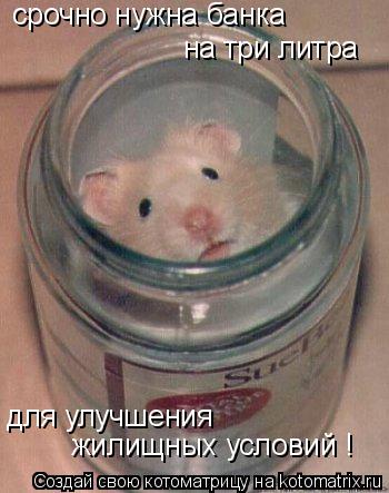 Котоматрица: срочно нужна банка  на три литра для улучшения  жилищных условий !
