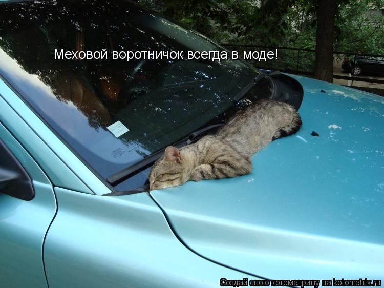Котоматрица: Меховой воротничок всегда в моде!