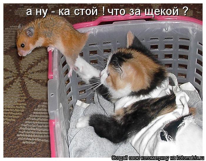 Котоматрица: а ну - ка стой ! что за щекой ?