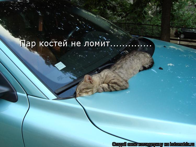Котоматрица: Пар костей не ломит..............