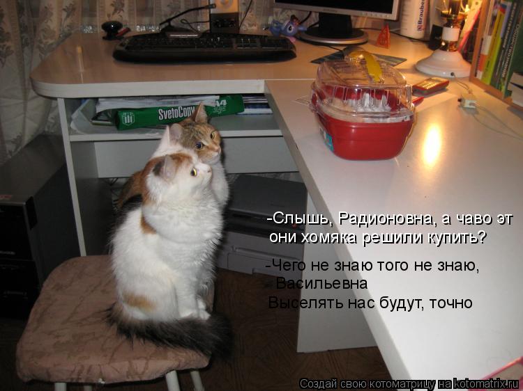 -Слышь, Радионовна, а чаво эт они хомяка решили купить? -Чего не знаю того не знаю, Васильевна Высел... Котоматрица: -Слышь, Радионовна, а чаво эт они хомяка решили купить? -Чего не знаю того не знаю, Васильевна Выселять нас будут, точно