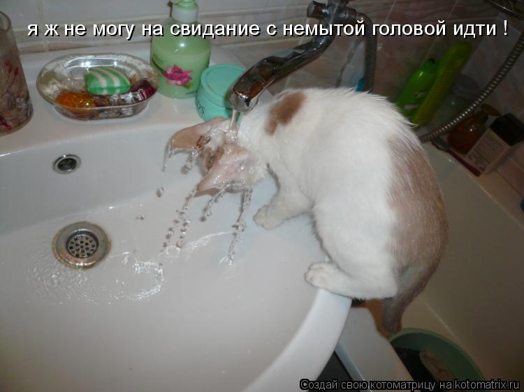 Котоматрица: я ж не могу на свидание с немытой головой идти !