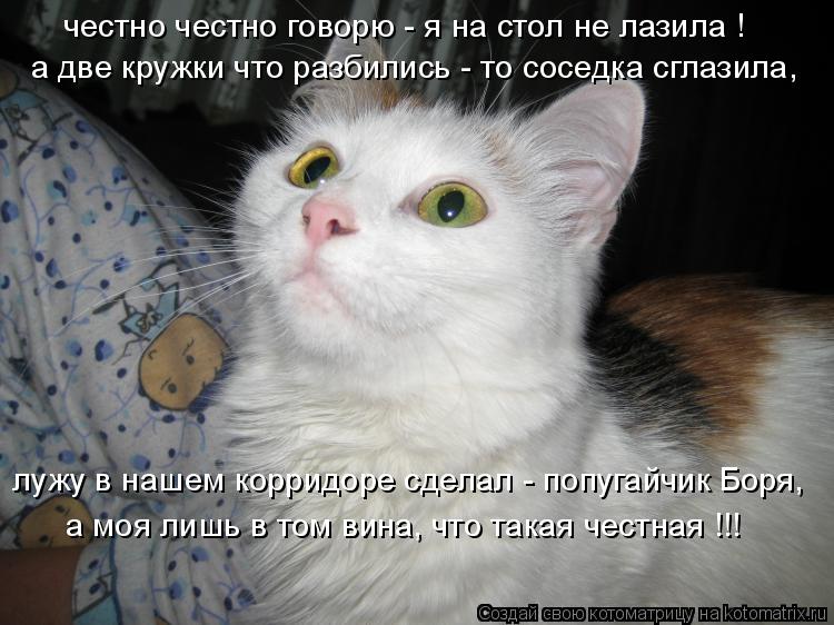 Котоматрица: честно честно говорю - я на стол не лазила ! а две кружки что разбились - то соседка сглазила, лужу в нашем корридоре сделал - попугайчик Боря, 