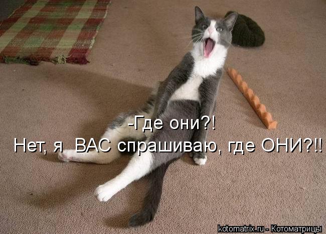 Котоматрица: -Где они?!  Нет, я  ВАС спрашиваю, где ОНИ?!!