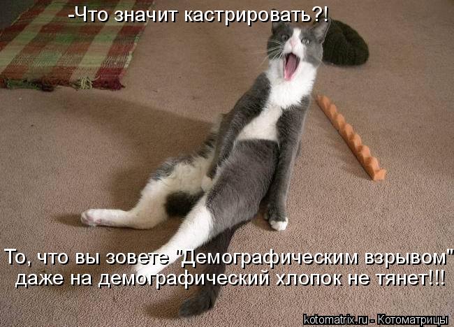 Котоматрица: -Что значит кастрировать?! То, что вы зовете "Демографическим взрывом" даже на демографический хлопок не тянет!!!