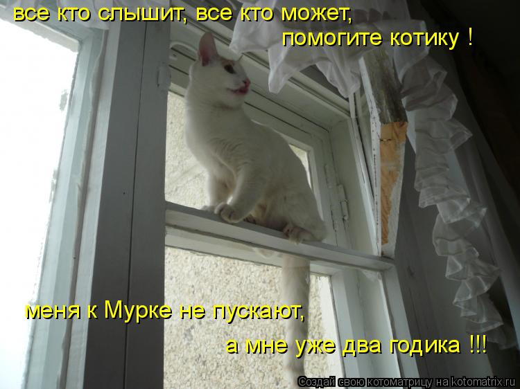 Котоматрица: все кто слышит, все кто может, помогите котику ! меня к Мурке не пускают, а мне уже два годика !!!