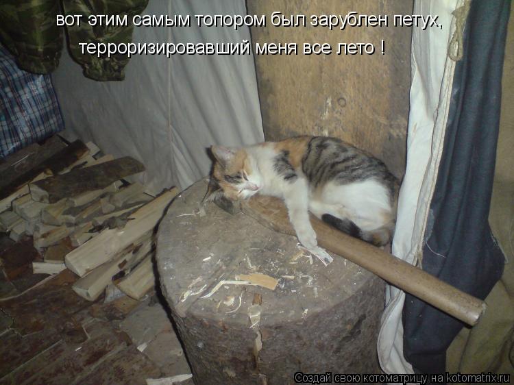 Котоматрица: вот этим самым топором был зарублен петух, терроризировавший меня все лето !
