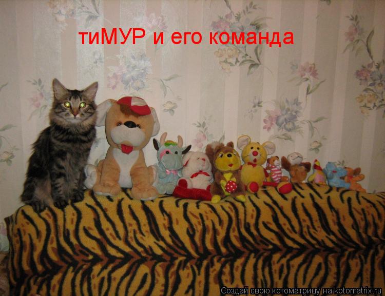 Котоматрица: тиМУР и его команда