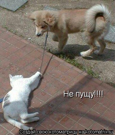 Котоматрица: Не пущу!!!!