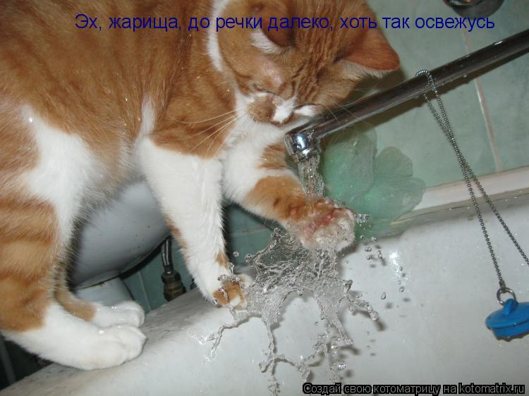 Котоматрица: Эх, жарища, до речки далеко, хоть так освежусь