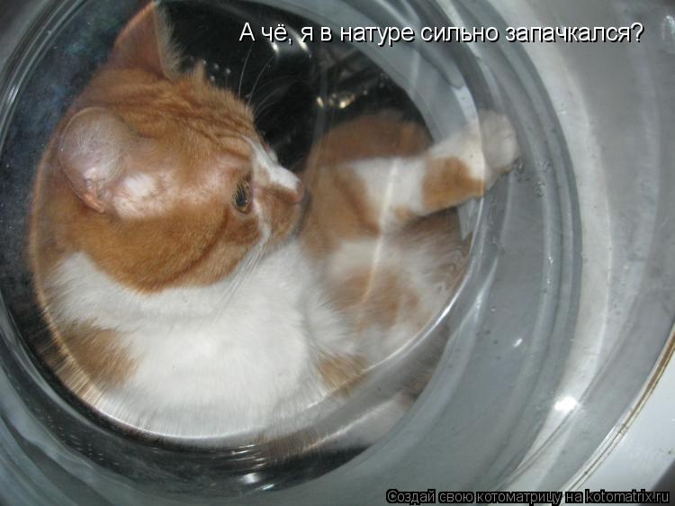 Котоматрица: А чё, я в натуре сильно запачкался?