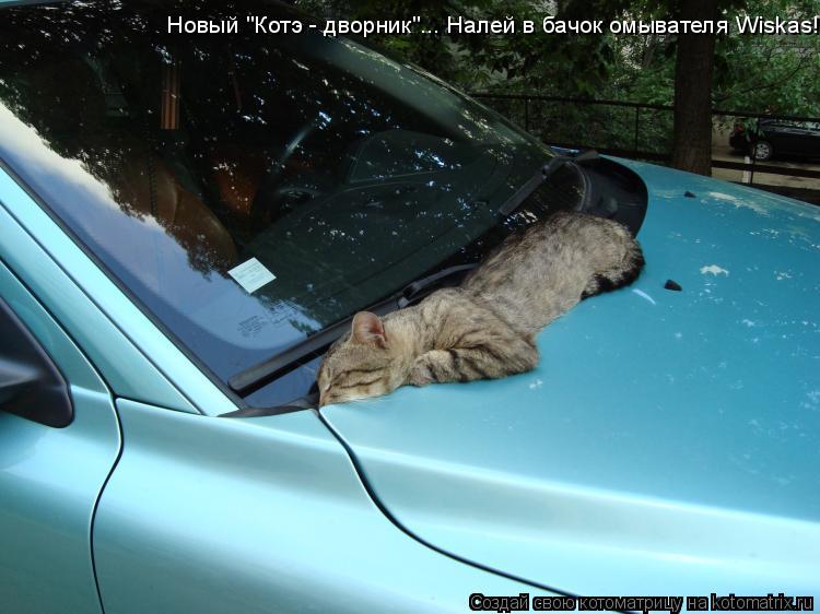 Котоматрица: Новый "Котэ - дворник"... Налей в бачок омывателя Wiskas!