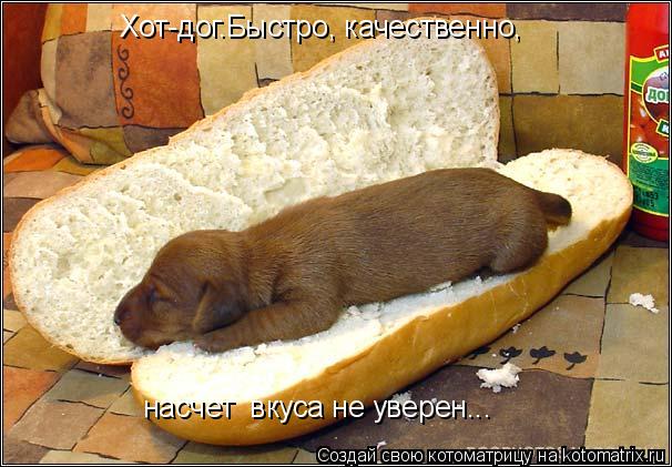 Котоматрица: Хот-дог.Быстро, качественно,  насчет  вкуса не уверен...