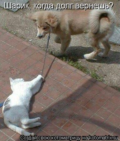 Котоматрица: Шарик, когда долг вернешь?