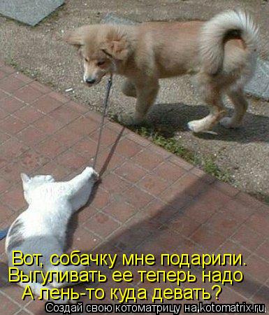 Котоматрица: Вот, собачку мне подарили. Выгуливать ее теперь надо А лень-то куда девать?