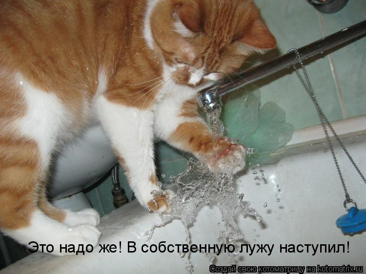 Это надо же! В собственную лужу наступил!... Котоматрица: Это надо же! В собственную лужу наступил!