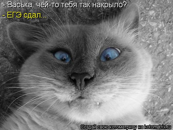 Котоматрица: - Васька, чёй-то тебя так накрыло? - ЕГЭ сдал...