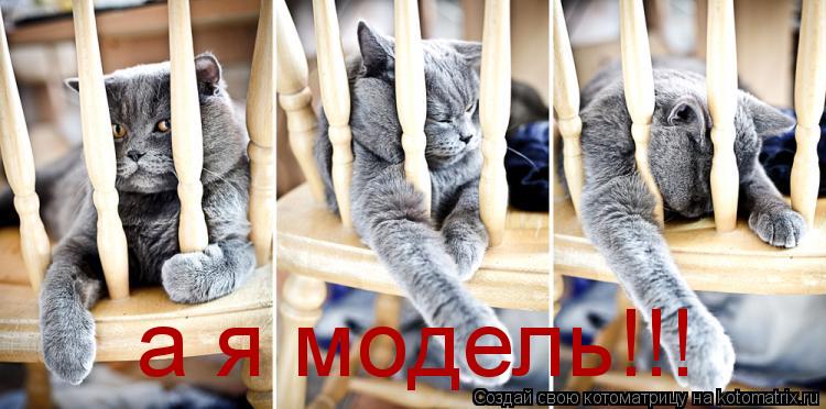 Котоматрица: а я модель!!!