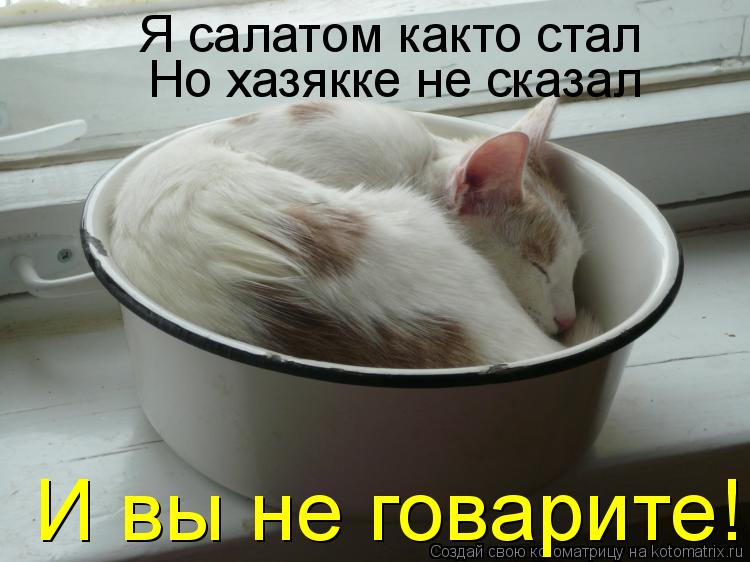 Котоматрица: Я салатом както стал Но хазякке не сказал И вы не говарите!!!!!!!!!!!!!!!!!!!!!!!!!!!!!!