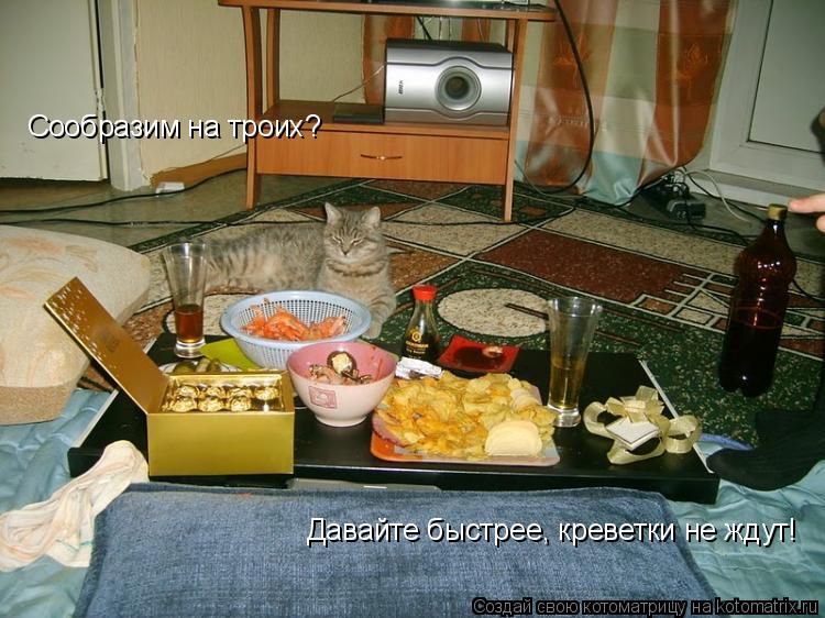Котоматрица: Сообразим на троих?   Давайте быстрее, креветки не ждут!