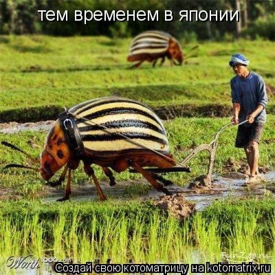 Котоматрица: тем временем в японии
