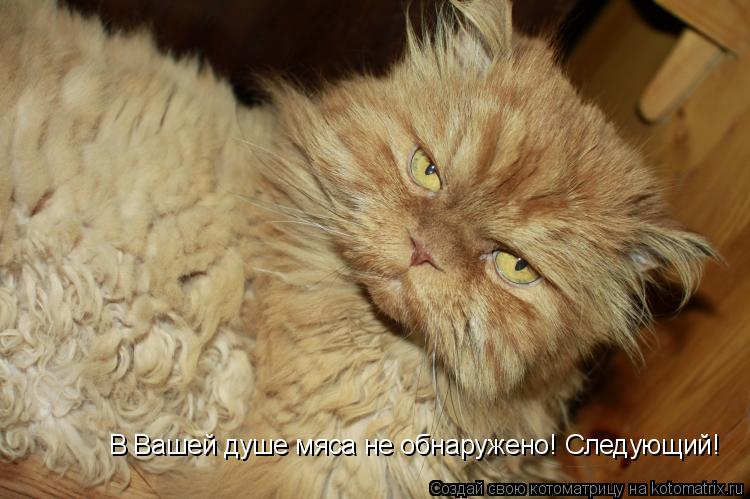 Котоматрица: В Вашей душе мяса не обнаружено! Следующий!