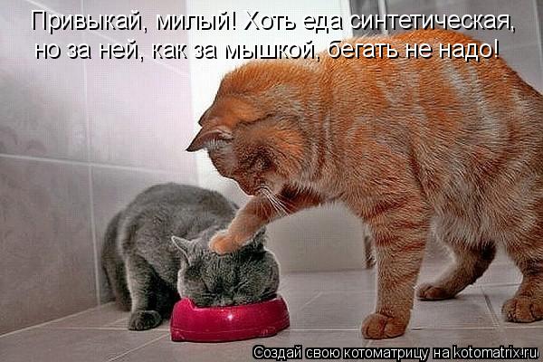 Котоматрица: Привыкай, милый! Хоть еда синтетическая, но за ней, как за мышкой, бегать не надо!
