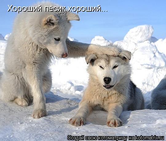 Котоматрица: Хороший пёсик,хороший...