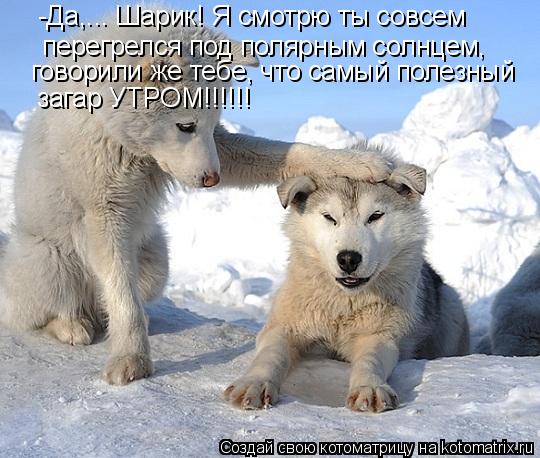 Котоматрица: -Да,... Шарик! Я смотрю ты совсем  перегрелся под полярным солнцем, говорили же тебе, что самый полезный  загар УТРОМ!!!!!!